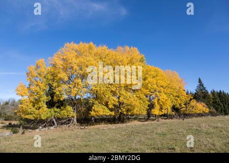 Espen im Herbst Stockfoto