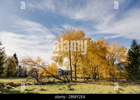 Espen im Herbst Stockfoto