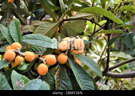 Die Frucht des Loquat-Baumes Stockfoto