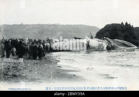 [ 1910 Japan - Wal-Flensing ] - EINE kleine Menschenmenge beobachtet, wie ein Wal am Ukitsu-Strand (浮津海岸) in Muroto-Cho (室戸町), Präfektur Kochi auf Shikoku, gefellt wird (die fettige äußere Hautschicht wird entfernt). Diese Postkarte wurde zwischen März 1907 (Meiji 40) und März 1918 (Taisho 7) veröffentlicht. Originalunterschrift: 土佐室戸町浮津海岸 土佐捕鯨株式会社 福島丸捕獲長須鯨 解剖ノ光景 Vintage Postkarte des 20. Jahrhunderts. Stockfoto