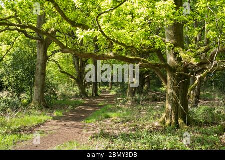 Fußweg durch Eichenwälder, Newtown Common, Burghclere, Hampshire, England, Großbritannien, Europa Stockfoto