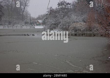 Enten schwimmen auf teilweise gefrorenem See Stockfoto