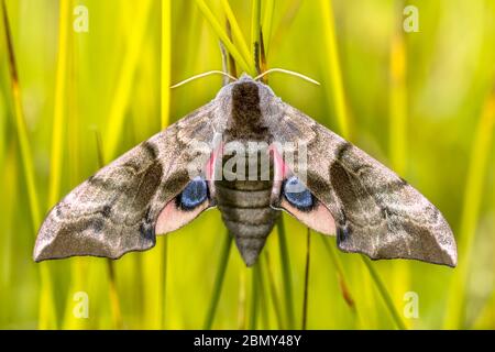 Eyed Hawk-moth (Smerinthus ocellatus) ist eine europäische Motte der Familie Sphingidiae. Die Raupen ernähren sich von Weide. Stockfoto
