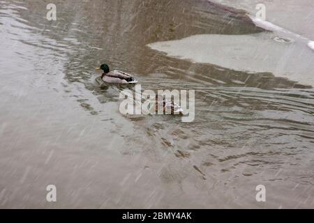 Enten schwimmen auf teilweise gefrorenem See Stockfoto