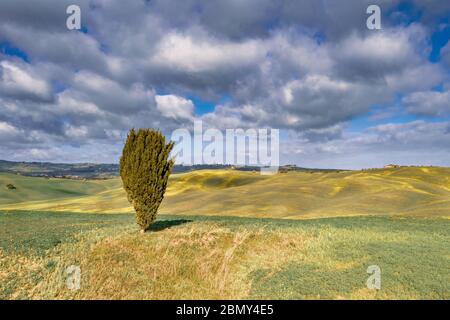 Einsamer Cypressbaum auf einem Hügel im Val d'Orcia Tuscany, Italien, April. Stockfoto