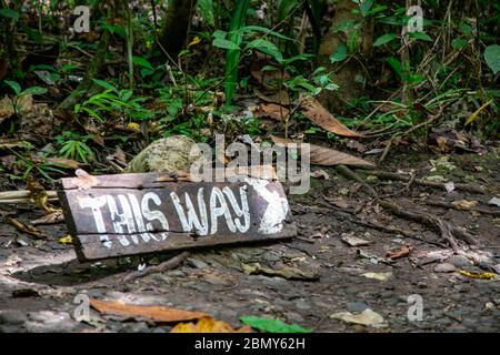 Holzschild mit dem Text 'This Way' auf dem Boden im tropischen Regenwald, der die Richtung weist Stockfoto