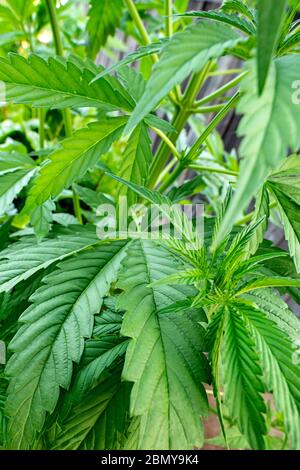 Cannabis Im Freien Anbau Betrieb Stockfoto