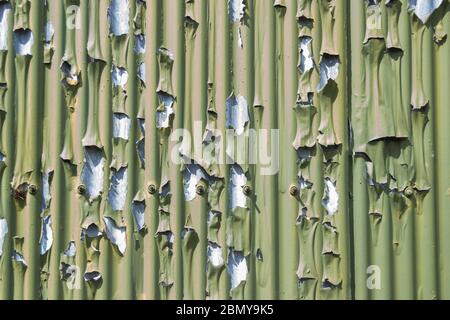 Abblätternde grüne Farbe auf einer Wellblechoberfläche, geeignet als Hintergrundbild Stockfoto