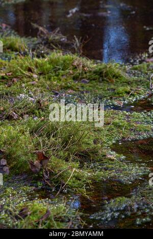 Geheimnisvoller heiliger Wald. Sumpfige Wälder mit dickem grünen Moos bedeckt Stockfoto