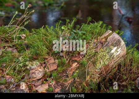 Geheimnisvoller heiliger Wald. Sumpfige Wälder mit dickem grünen Moos bedeckt Stockfoto