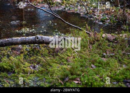 Geheimnisvoller heiliger Wald. Sumpfige Wälder mit dickem grünen Moos bedeckt Stockfoto