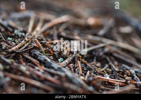 Waldarbeiter Ameisen im Alltag. Stockfoto