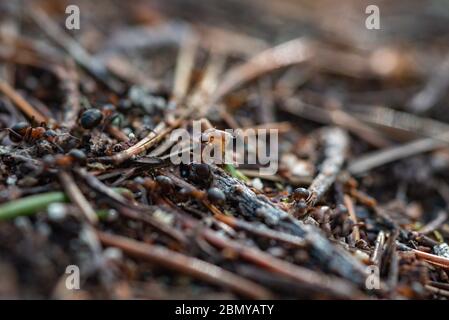 Waldarbeiter Ameisen im Alltag. Stockfoto