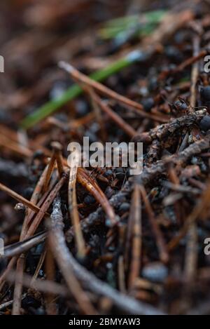 Waldarbeiter Ameisen im Alltag. Stockfoto