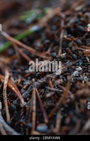 Waldarbeiter Ameisen im Alltag. Stockfoto