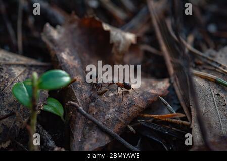 Waldarbeiter Ameisen im Alltag. Stockfoto