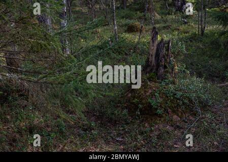 Ein alter fauler Stumpf, der in einem sumpfigen Gebiet mit Moos und Heidelbeerbüschen überwuchert ist. Stockfoto