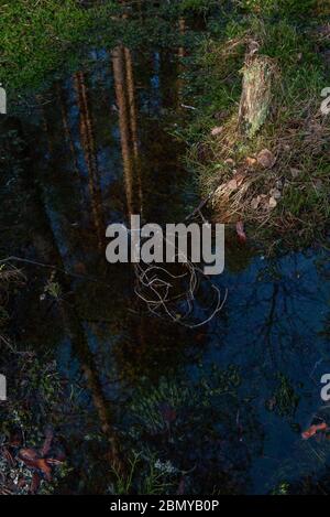 Geheimnisvoller heiliger Wald. Sumpfiger Wald. Im Wasser versunken, ein gefallener, ausgetrockneter Zweig einer Kiefer. Stockfoto