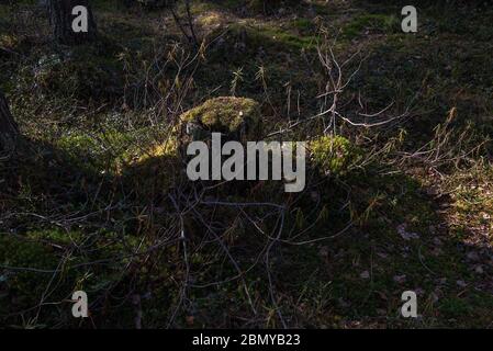 Ein alter fauler Stumpf, der in einem sumpfigen Gebiet mit Moos und ledum überwuchert ist. Stockfoto