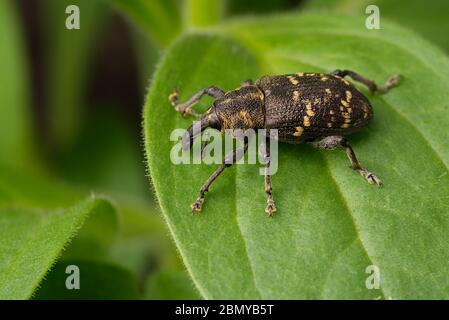 Nahaufnahme eines Käfers. Kiefernkiefer auf einem grünen Blatt einer Pflanze. Insekt bei Erwachsenen. Schädlingsbaum. Stockfoto