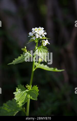 Knoblauchsenf (Alliaria petiolata) oder Jack-by-the-Hedge oder Hecke Knoblauch eine blühende Pflanze, die häufig an Straßenrändern oder in Hecken ist. Stockfoto