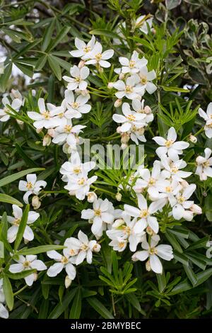 Die weißen Blüten und Blätter des kompakten immergrünen Strauch Choisya Aztec Pearl (choisya x dewitteana) Stockfoto