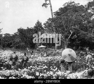 [ 1890er Jahre Japan - Iris Blumen im Horikiri Garten, Tokio ] - Frauen im Kimono bewundern Sie die Blumen im berühmten Iris Garten des Horikiri Shobuen Garden (堀切菖蒲園) in Tokio. Aus einer Serie von Glasdias, die vom schottischen Fotografen George Washington Wilson (1823–1893) veröffentlicht (aber nicht fotografiert) wurden. Wilsons Firma war einer der größten Verleger von Fotodrucken in der Welt. 19. Jahrhundert Vintage Glas Rutsche. Stockfoto