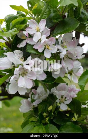 Apfelblüte und Blätter des essenden Apfels Roter Teufel (malus domestica) Stockfoto