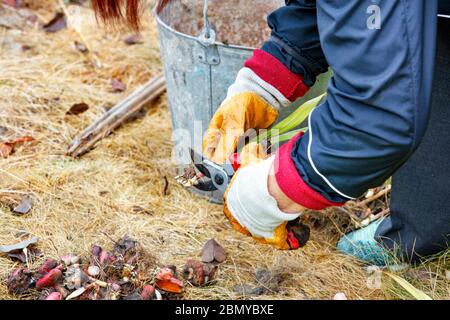 Ein Bauer beschneidet die Blumenzwiebeln von Gladioli mit einem Gartenentaster, um diese Blumen im nächsten Frühjahr im Garten zu Hause zu Pflanzen, kopieren Raum. Stockfoto