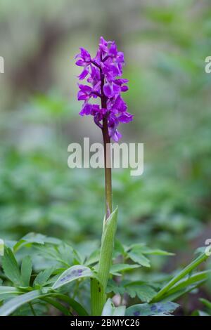 Frühe violette Orchidee (orchis macula) in einem Wald im Yorkshire Dales National Park, North Yorkshire, England Stockfoto