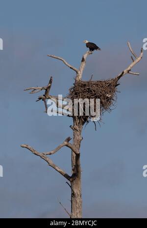 American Weißkopfseeadler steht hoch über seinem riesigen Nest am St. Marks National Wildlife Refuge in Florida Stockfoto