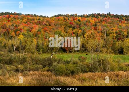 Grasfeld mit Rindern, die am Fuße eines bewaldeten Hügels bei Sonnenuntergang grasen. Atemberaubende Herbstfarben. Stockfoto