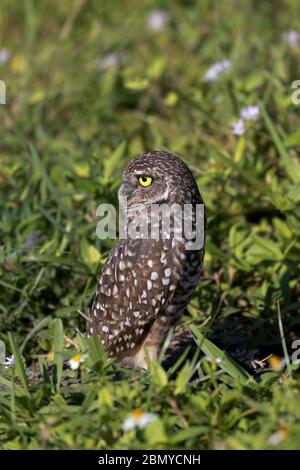 Florida-Eule, offizieller Vogel von Cape Coral, schwenkt den Kopf und blickt direkt über den eigenen Rücken Stockfoto