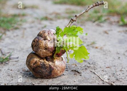 Drei Eichen-Apfelbälle auf einem Ast, von einem Baum gefallen Stockfoto