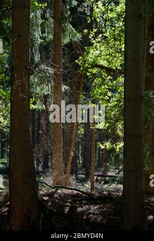 Gimpse in einem Pinienwald im Frühjahr, wunderschön beluminiertes Laub und reflektiertes Licht auf drei Stielen Stockfoto