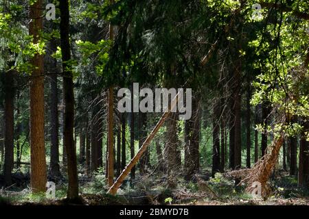 Gimpse in einem Pinienwald im Frühjahr, wunderschön beluminiertes Laub und reflektiertes Licht auf drei Stielen Stockfoto