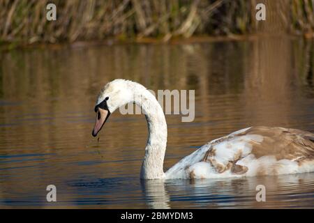 Ein schöner junger stummer Schwan mit graubraunen Federn, die im Wasser schweben Stockfoto