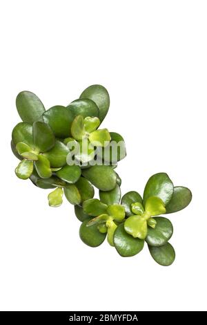 Kleine Pflanze aichryson dekorative Draufsicht isoliert auf weißem Hintergrund. Stockfoto