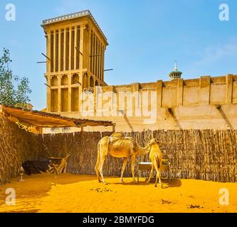 Mutter und Baby Kamele in einem Fahrerlager, in Al Fahidi historischen Viertel mit alten Gehäuse und barjeel Windfang im Hintergrund, Dubai, VAE Stockfoto