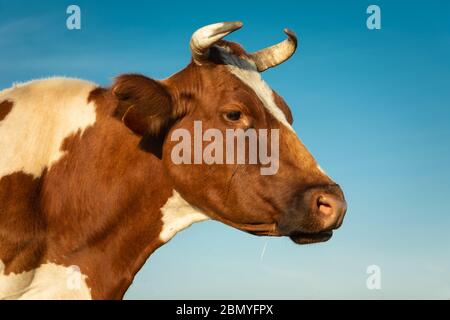Nahaufnahme des Kopfes einer erwachsenen weiß-braunen Kuh und blauem Himmel Stockfoto