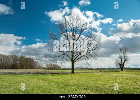 Große Eiche ohne Blätter auf einer grünen Wiese, weiße Wolken auf blauem Himmel Stockfoto