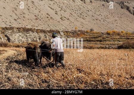 Nepalesischer Mann pflügt sein Feld mit Stieren. Dorf Kagbeni im unteren Mustang. Nepal Stockfoto