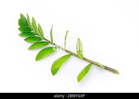 Zweig der jungen Zamioculcas zamiifolia, Blatt von Zamioculcas isoliert auf weißem Hintergrund, Pflanze aus Südafrika Stockfoto