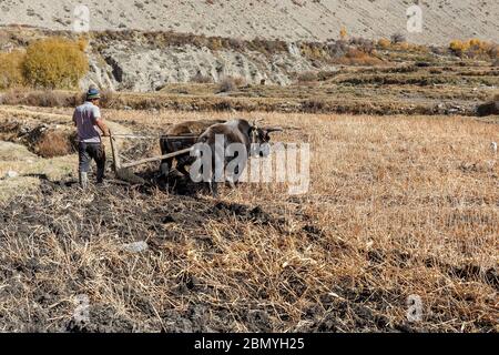 Kagbeni, Distrikt Mustang, Nepal - 19. November 2016: Nepalesischer Mann pflügt sein Feld mit Stieren. Dorf Kagbeni im unteren Mustang. Stockfoto