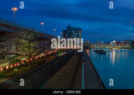 tokio, japan - märz 25 2020: Hanami Kirschblüten-Bäume leuchten im Sumida Park mit Fluss, der zu den Wolkenkratzern des Asahi Beer Headquarter und führt Stockfoto