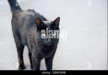 schwarze Katze mit gelben Augen Stockfoto