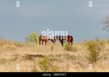 Zwei braune Pferde auf der Weide. Stockfoto