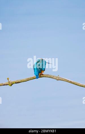 Rückansicht Nahaufnahme eines detailreichen britischen Eisvögel (Alcedo atthis), der isoliert auf dem Ast sitzend und am Kopf kratzt! Lustiger Vogel. Stockfoto