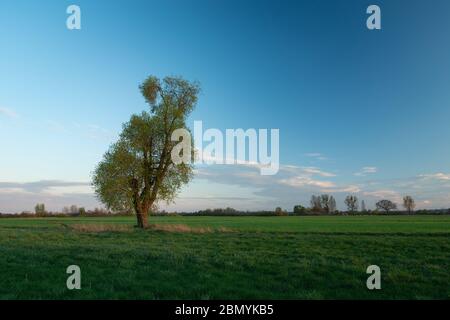 Einsamer Weidenbaum auf einer grünen Wiese, Abendwolken auf blauem Himmel Stockfoto