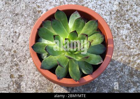 Sempervivum allgemein bekannt ashouseleeeeeeeeeks. Andere gebräuchliche Namen sind liveforever und Henne und Küken. Stockfoto